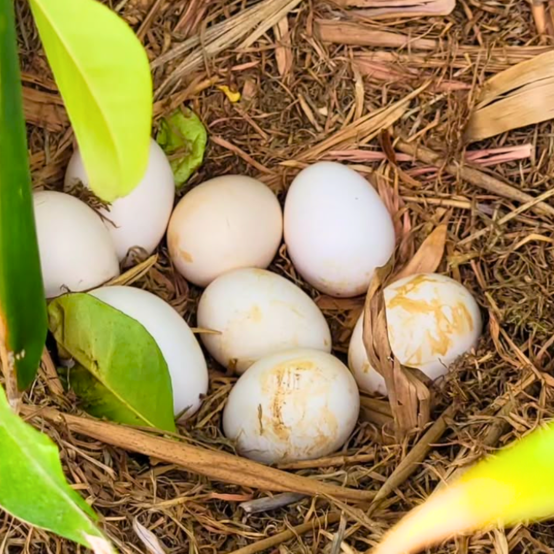 10 oeufs beldi بيض بلدي