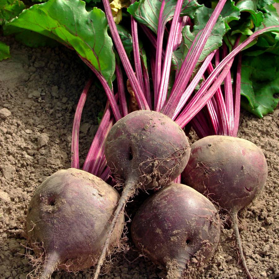 (1Kg) Betterave باربا