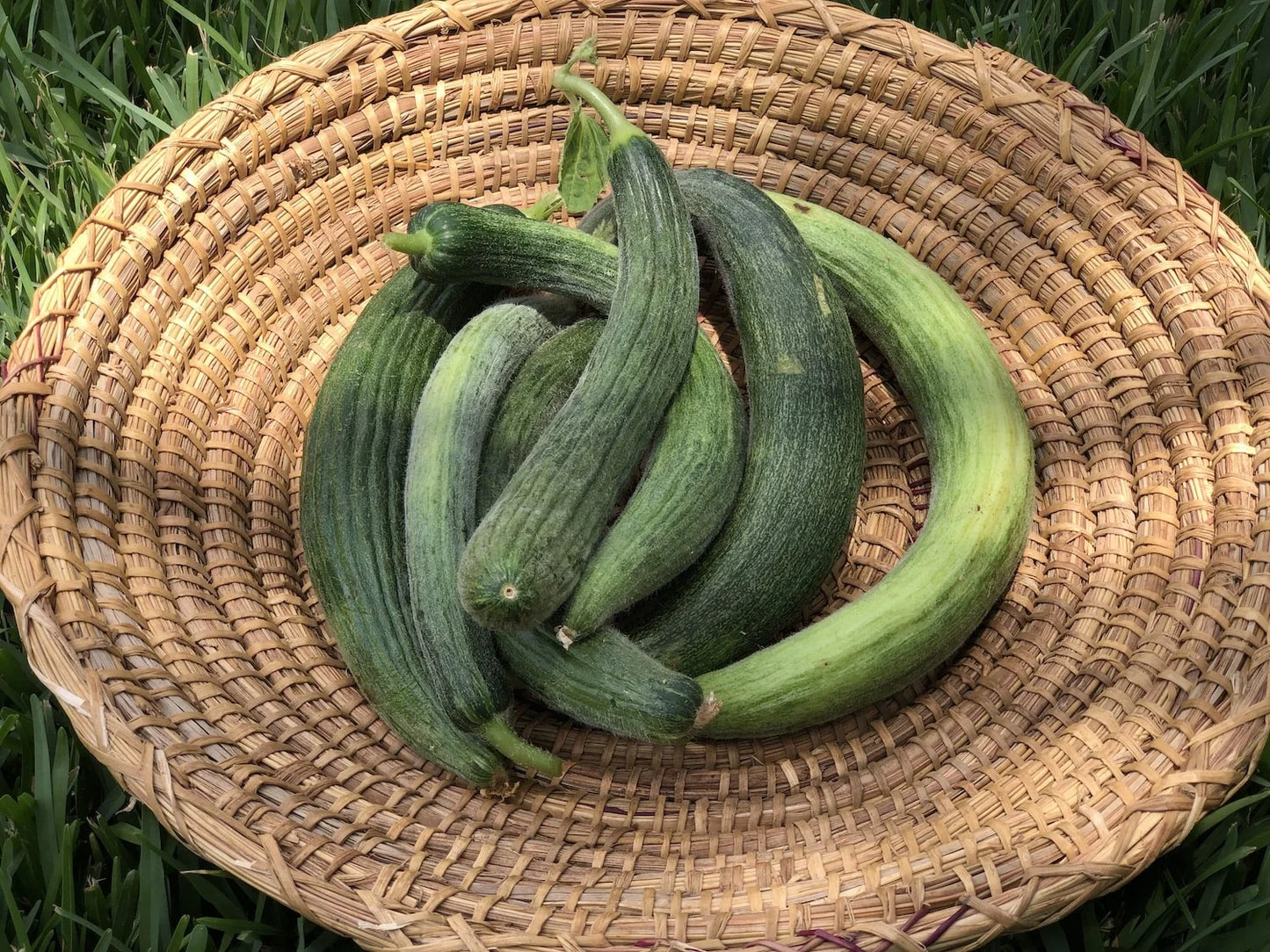 (1Kg) FEGGOUS الفكوس