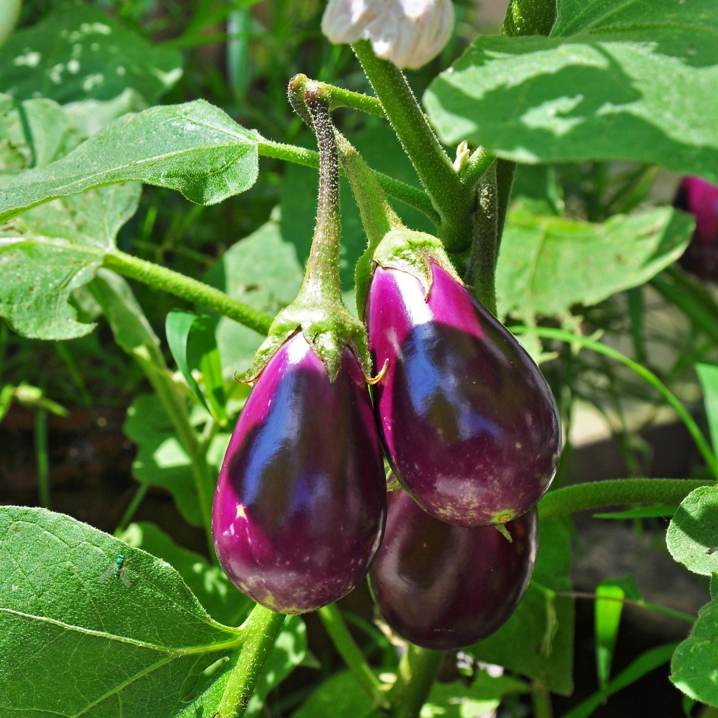 (1Kg) Aubergine باذنجان