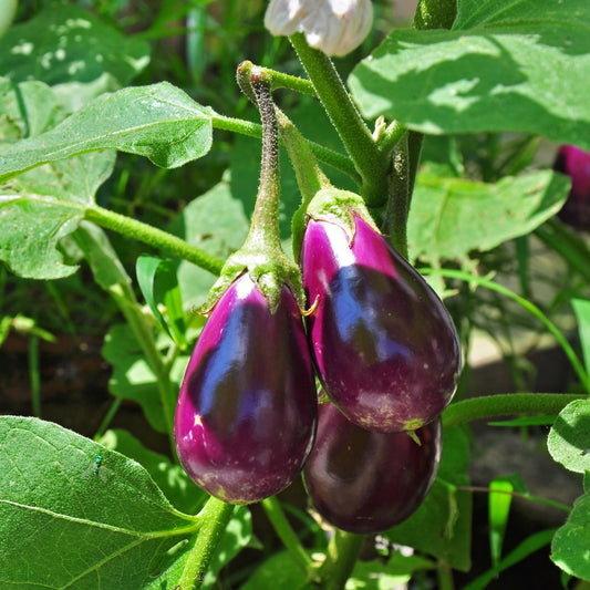 (1Kg) Aubergine باذنجان