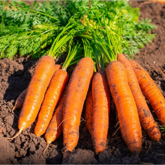 (1Kg) Carotte جزر