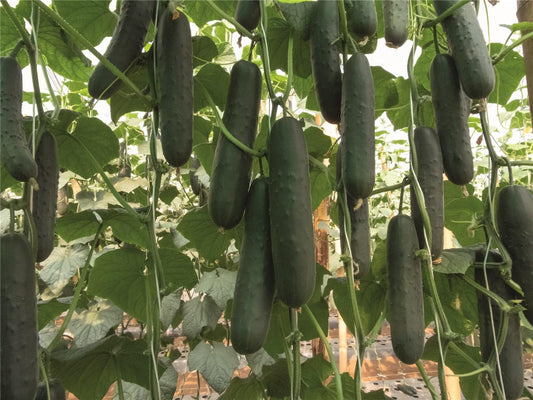 (1Kg) CONCOMBRE  خيار