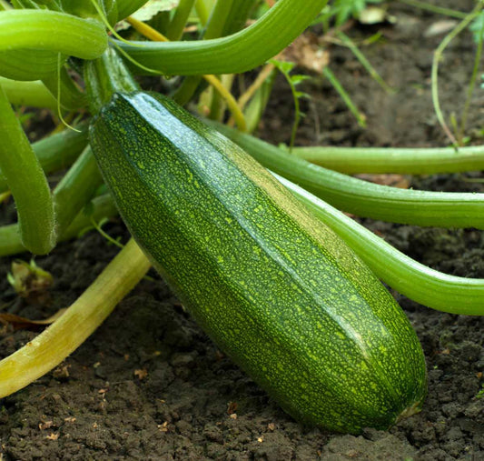 (1Kg) COURGETTE گرعة خضرا