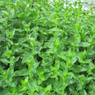 1botte de Menthe نعناع ربطة