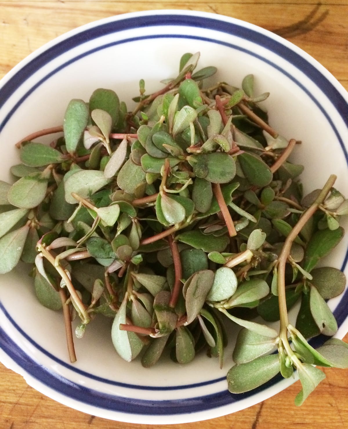 1 botte de Pourpier الرجلة ربطة